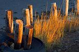 Pilings & Grass_30797